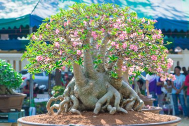 Adenium ağaç veya çöl çiçek tencereye gül