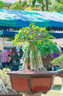 Adenium ağaç veya çöl çiçek tencereye gül