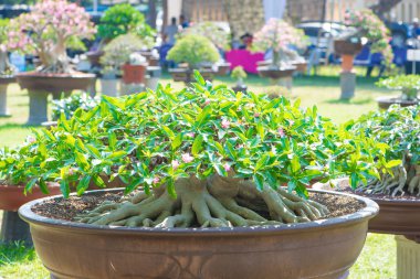 Adenium ağaç veya çöl çiçek tencereye gül