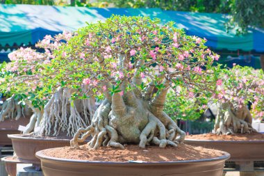 Adenium ağaç veya çöl çiçek tencereye gül