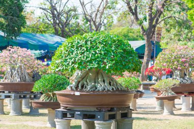 Adenium ağaç veya çöl çiçek tencereye gül