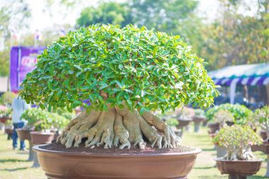 Adenium ağaç veya çöl çiçek tencereye gül