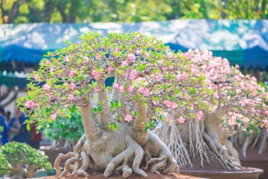 Adenium ağaç veya çöl çiçek tencereye gül