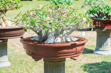 Adenium ağaç veya çöl çiçek tencereye gül