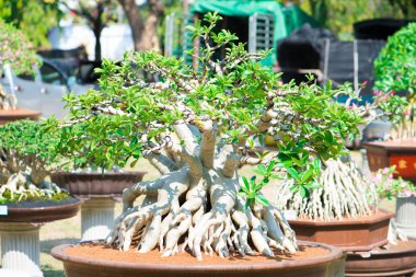 Adenium ağaç veya çöl çiçek tencereye gül