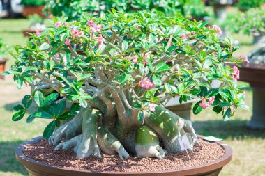Adenium ağaç veya çöl çiçek tencereye gül