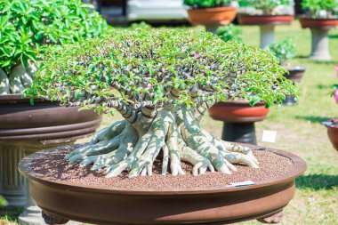 Adenium ağaç veya çöl çiçek tencereye gül