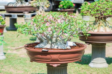 Adenium ağaç veya çöl çiçek tencereye gül
