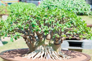 Adenium ağaç veya çöl çiçek tencereye gül