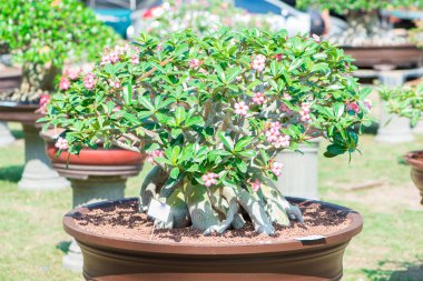 Adenium ağaç veya çöl çiçek tencereye gül
