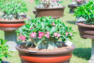 Adenium ağaç veya çöl çiçek tencereye gül