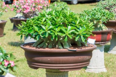 Adenium ağaç veya çöl çiçek tencereye gül