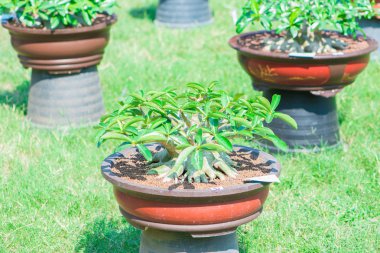 Adenium ağaç veya çöl çiçek tencereye gül