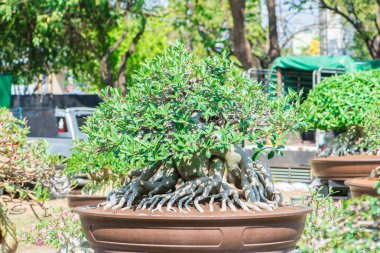 Adenium ağaç veya çöl çiçek tencereye gül