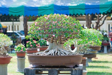 Adenium ağaç veya çöl çiçek tencereye gül