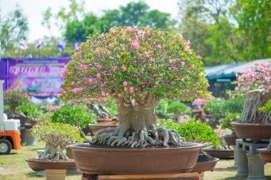 Adenium ağaç veya çöl çiçek tencereye gül