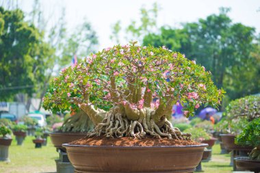 Adenium ağaç veya çöl çiçek tencereye gül