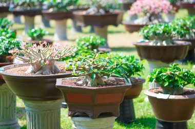 Adenium ağaç veya çöl çiçek tencereye gül