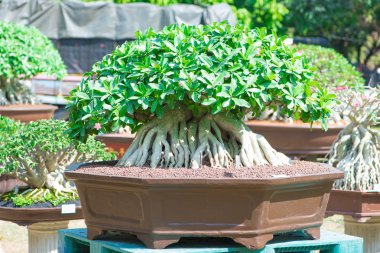 Adenium ağaç veya çöl çiçek tencereye gül