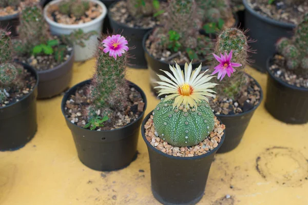 Astrophytum asterias kaktüs çiçek pot ile