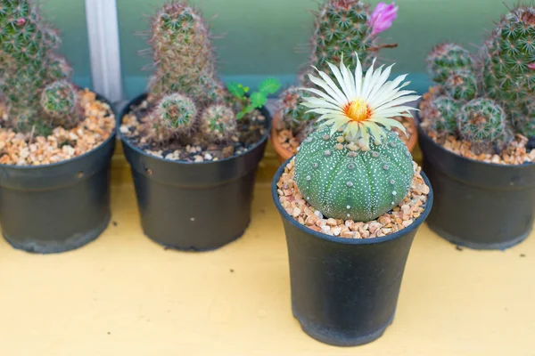 Astrophytum asterias kaktüs çiçek pot ile