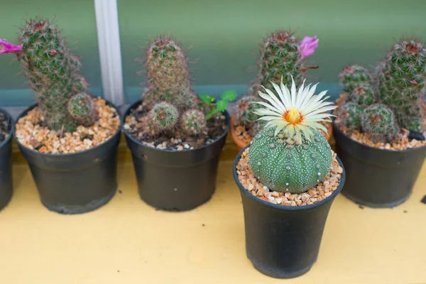 Astrophytum asterias kaktüs çiçek pot ile