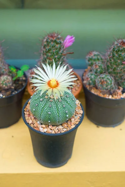 Astrophytum asterias kaktüs çiçek pot ile