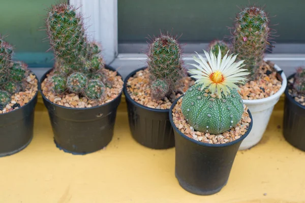 Astrophytum asterias kaktüs çiçek pot ile