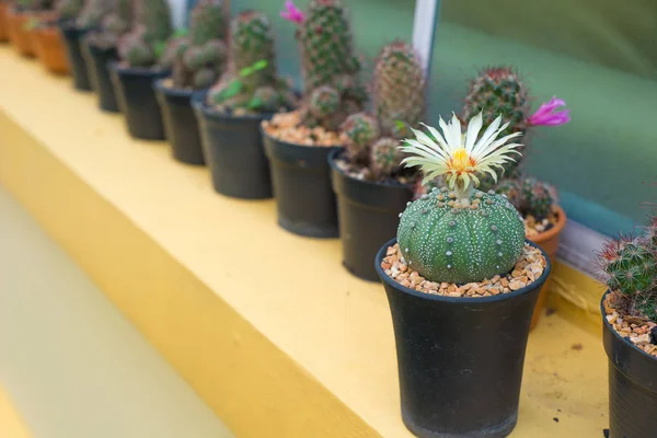 Astrophytum asterias kaktüs çiçek pot ile