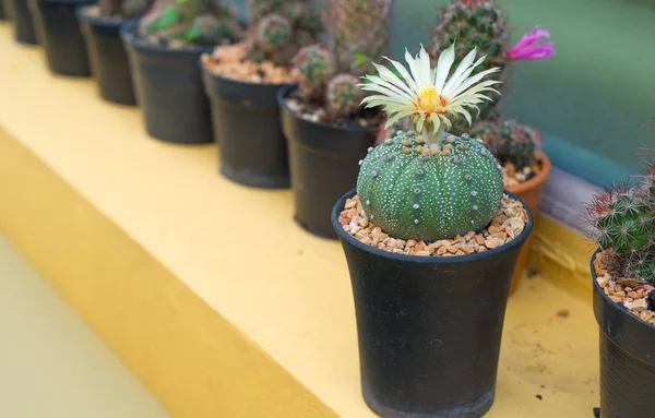Astrophytum asterias kaktüs çiçek pot ile