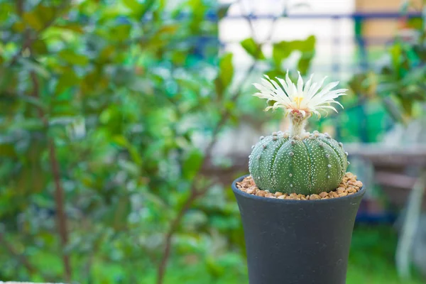 Astrophytum asterias kaktüs çiçek pot ile