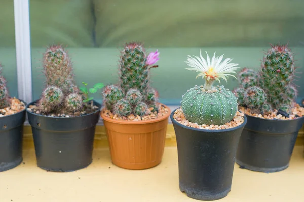 Astrophytum asterias kaktüs çiçek pot ile