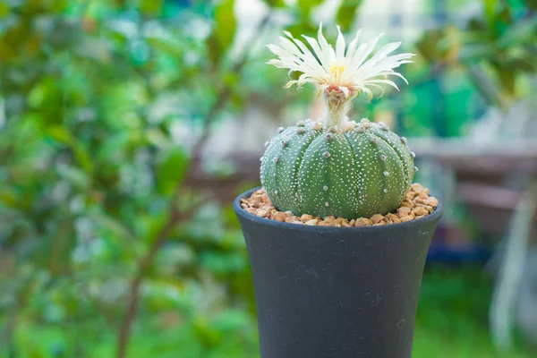 Astrophytum asterias kaktüs çiçek pot ile
