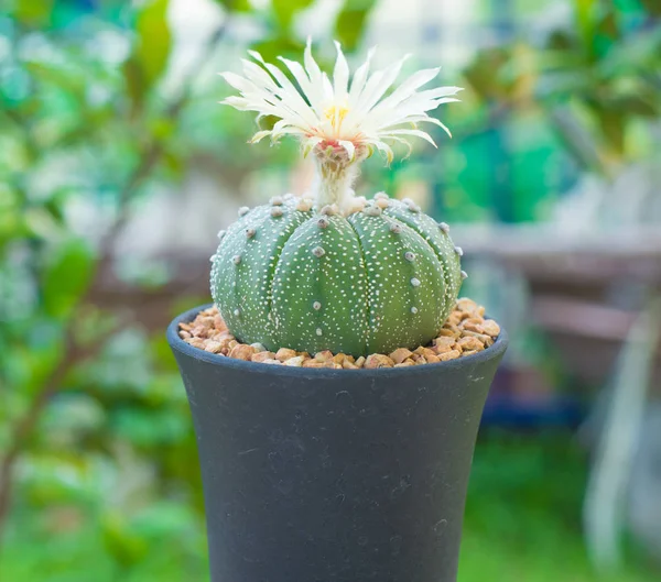 Astrophytum asterias kaktüs çiçek pot ile