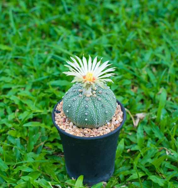 Astrophytum asterias kaktüs çiçek pot ile kapalı