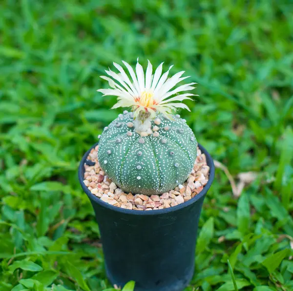 Astrophytum asterias kaktüs çiçek pot ile kapalı
