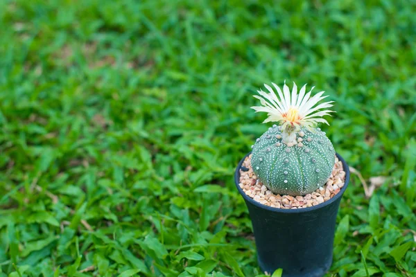 Astrophytum asterias kaktüs çiçek pot ile kapalı