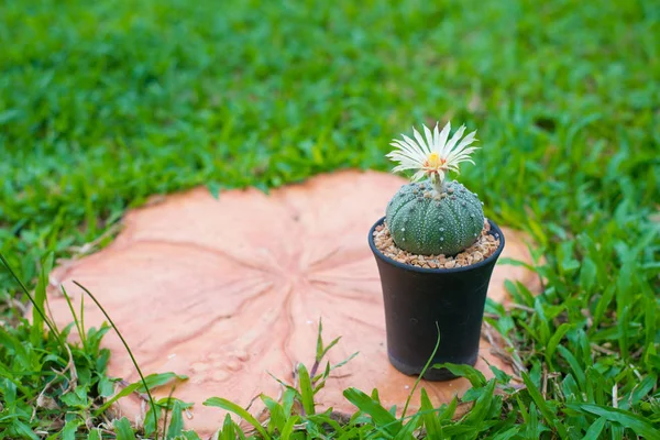 Astrophytum asterias cactus met bloem op pot sloot — Stockfoto