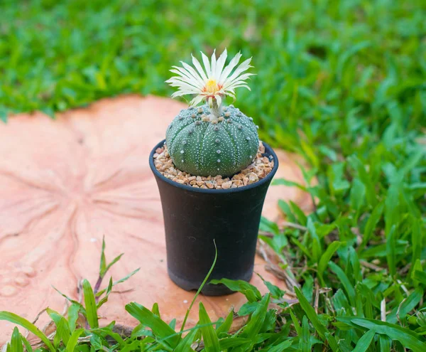 Astrophytum asterias kaktüs çiçek pot ile kapalı
