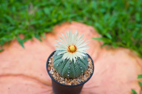 Fermé Astrophytum asterias cactus avec fleur sur pot — Photo