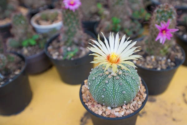 Chiuso Astrophytum asterias cactus con fiore in vaso — Foto Stock
