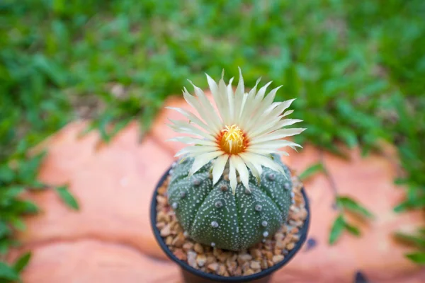 Astrophytum asterias kaktüs çiçek pot ile