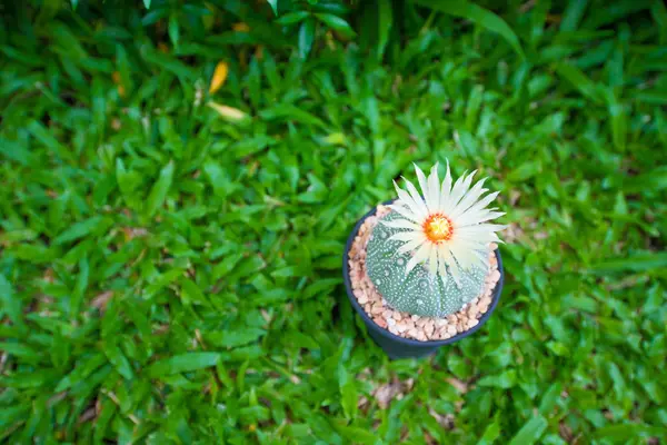 Astrophytum asterias kaktüs çiçek çimlerin üzerine tencerede ile