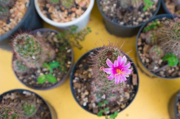 Cactus fiore rosa chiuso — Foto Stock