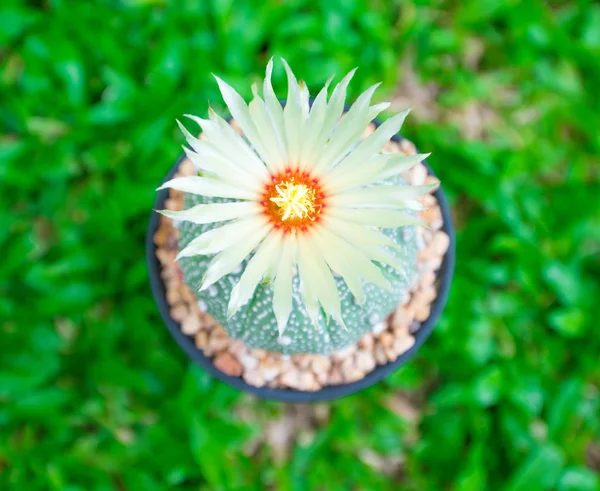 Astrophytum asterias cactus с цветком в горшке на траве — стоковое фото