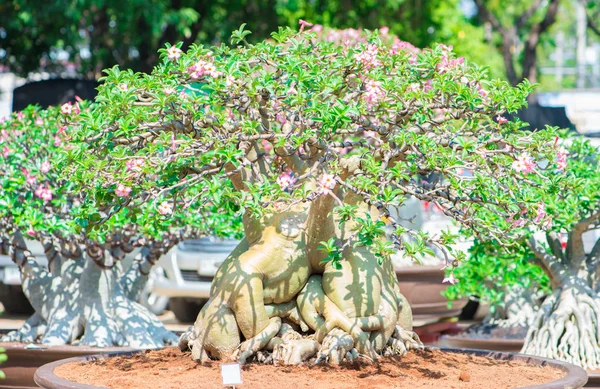 Adenium ağaç veya çöl çiçek tencereye gül — Stok fotoğraf