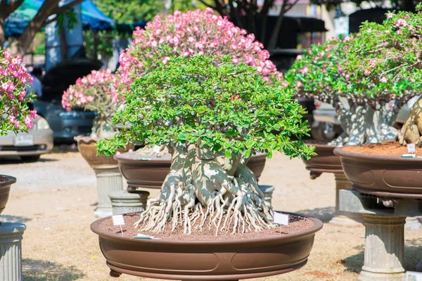 Bonsai stil Adenium ağaç veya çiçek tencerede çöl gülü — Stok fotoğraf