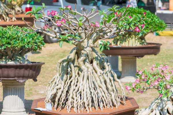 Adenium ağaç veya çöl çiçek tencereye gül