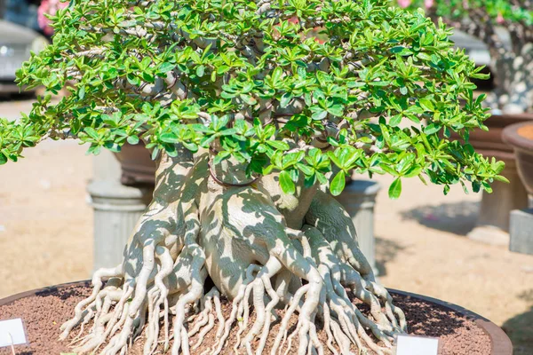 Adeniumbaum oder Wüstenrose im Blumentopf im Bonsai-Stil — Stockfoto