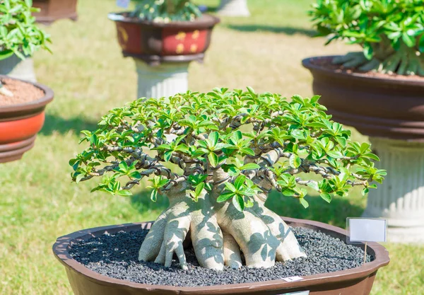 Árvore de adénio ou rosa do deserto em vaso de flores em estilo bonsai — Fotografia de Stock